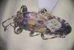 Phlegyas abbreviatus