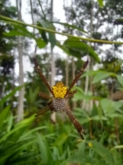 Argiope appensa