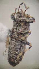 Phlegyas abbreviatus