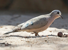 Turtur chalcospilos