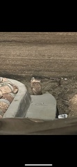 Lagomorpha