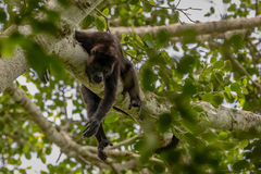 Alouatta pigra