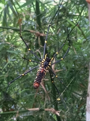 Nephila pilipes