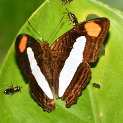 Adelpha thessalia