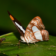 Adelpha thessalia