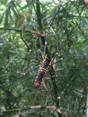 Nephila pilipes