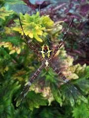 Argiope