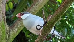 Padda
