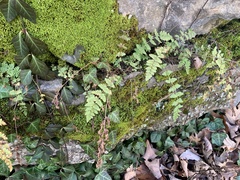 Woodsia obtusa