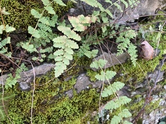 Woodsia obtusa