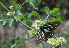 Graphium leonidas leonidas