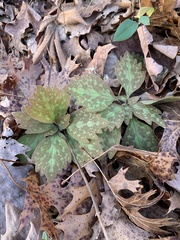 Pachysandra procumbens
