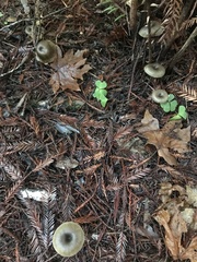 Pseudoclitocybe