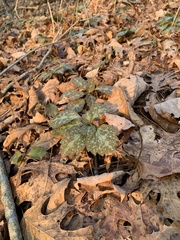 Pachysandra procumbens