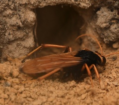 Cryptocheilus bicolor