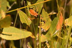 Cryptocheilus bicolor