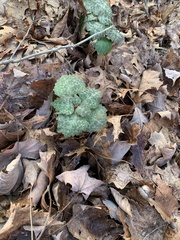Pachysandra procumbens