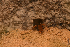 Cryptocheilus bicolor