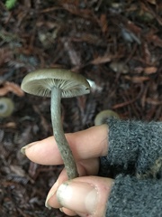 Pseudoclitocybe