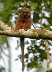 Plecturocebus discolor