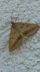 Isturgia arenacearia