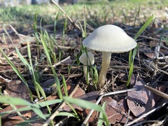 Leratiomyces percevalii
