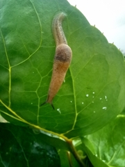 Ariophantidae