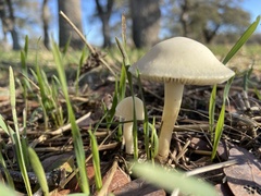 Leratiomyces percevalii