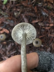 Pseudoclitocybe