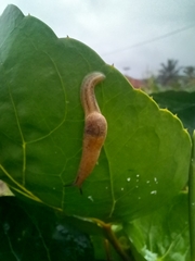 Ariophantidae