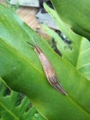 Ariophantidae
