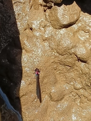 Heliocypha fenestrata