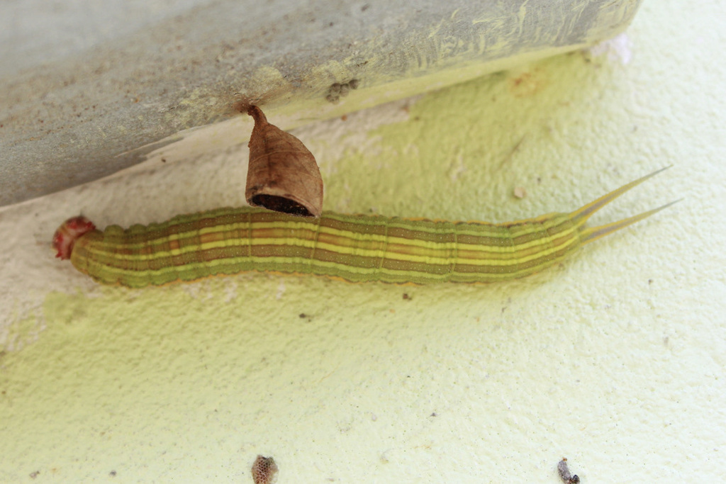 Opsiphanes cassina