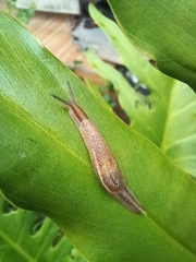 Ariophantidae