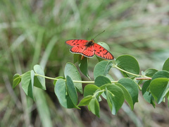Acraea atolmis