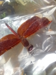 Neurothemis terminata