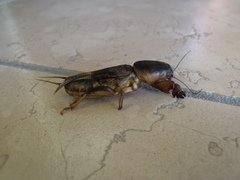 Gryllotalpa gryllotalpa