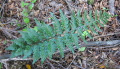 Asplenium bulbiferum