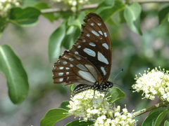 Graphium leonidas leonidas