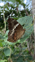 Anartia fatima colima