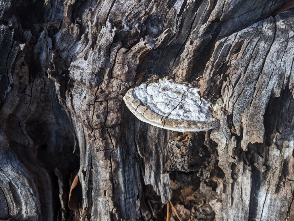 Ganoderma applanatum · December 2022 · photo: © timur_kalininsky (iNaturalist, cc-by)