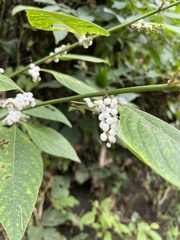 Deeringia polysperma