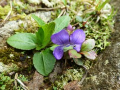 Viola fimbriatula