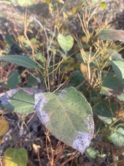 Golovinomyces cichoracearum