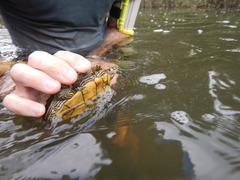 Graptemys ouachitensis