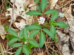 Panax trifolius