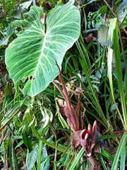 Philodendron verrucosum