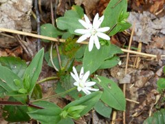 Stellaria pubera