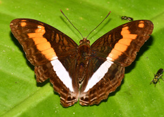 Adelpha jordani