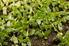 Callitriche palustris